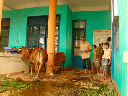 Tại xã Quảng Hải, người dân đã đưa hàng trăm con trâu bò đến thềm trụ sở UBND xã và các vùng gò cao để tránh lũ.