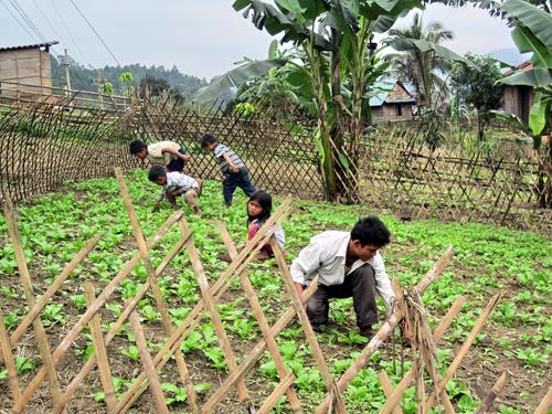 Trang thông tin nội bộ Văn phòng UBND tỉnh Quảng Bình - Vườn trồng rau xanh - chuyện bây giờ mới có ở Ra Mai