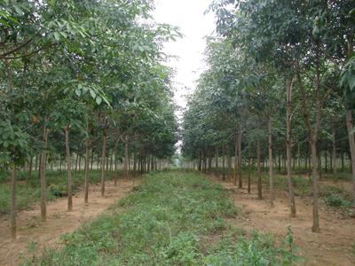 Cây cao su là nguồn nguyên liệu cho các dự án sản xuất cao su kỹ thuật cao.