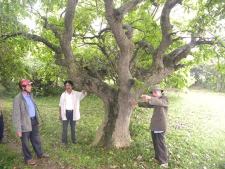 Ông Phan Văn Mão giới thiệu một gốc mưng cổ thụ ở làng Bình Minh.  