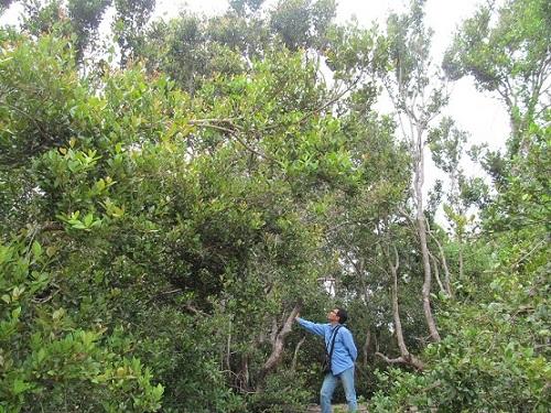 đặc biệt, khu rừng trâm bầu, tồn tại, 5 thế kỉ, Quảng Bình
