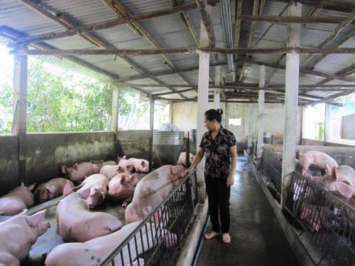 Trở thành ‘tỷ phú’ sau ý tưởng trồng rừng làm... củi đốt - Ảnh 2