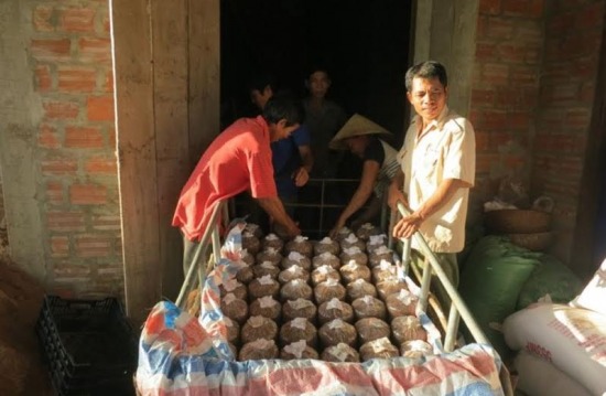 Tạo sinh kế cho đồng bào vùng đệm Phong Nha – Kẻ Bàng