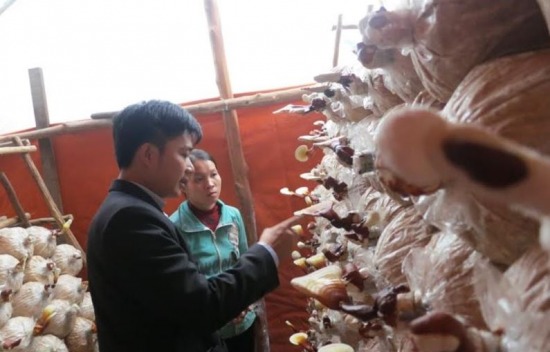 Tạo sinh kế cho đồng bào vùng đệm Phong Nha – Kẻ Bàng