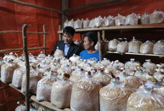 Tạo sinh kế cho đồng bào vùng đệm Phong Nha – Kẻ Bàng
