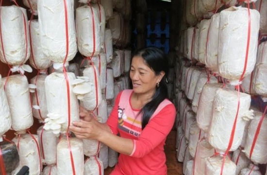 Tạo sinh kế cho đồng bào vùng đệm Phong Nha – Kẻ Bàng